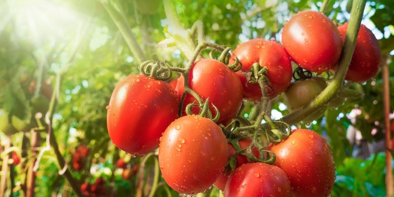 Die Tomate ist weltweit die beliebteste Frucht