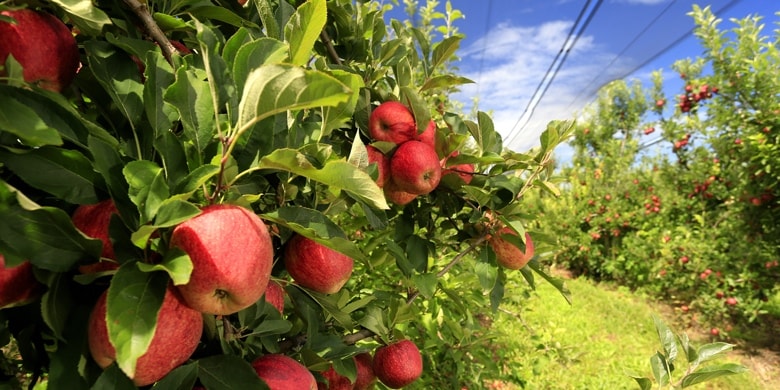 Der Rekord-Sommer 2018 führt zu einer Rekord Apfel- und Birnenernte