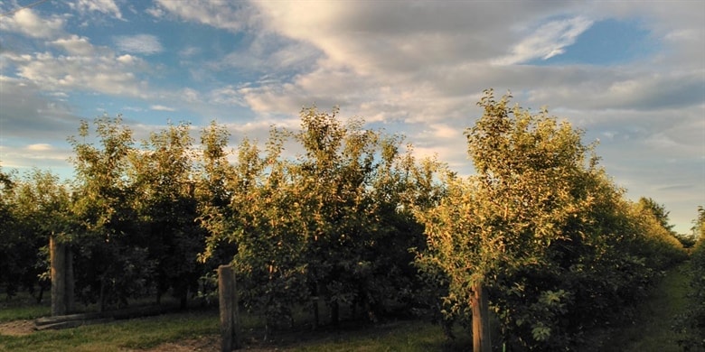 Äpfel aus Neuseeland – Erntebeginn